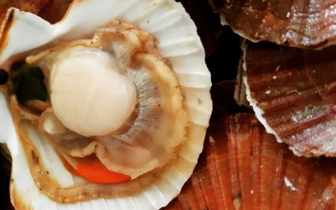 La coquille Saint-Jacques à l’honneur au Café de l’Épée !